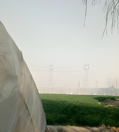 山东省菏泽市鲁西新区吕陵镇葭密寨村图片