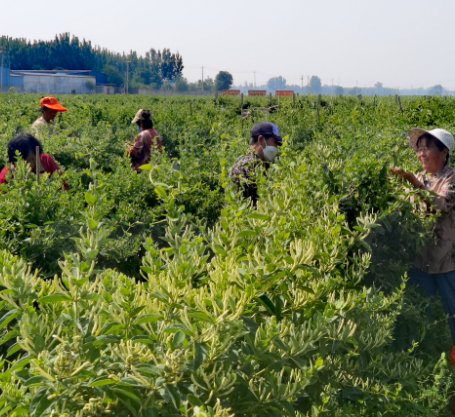 河北衡水乔屯乡金银花采摘