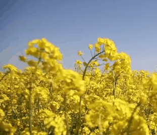 河北衡水乔屯乡郭家屯村油菜花浪
