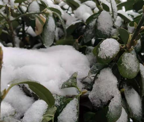 乔屯乡赵家铺村瑞雪兆丰年图片