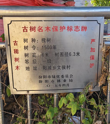 阳城镇文侯村古树名木保护牌图片