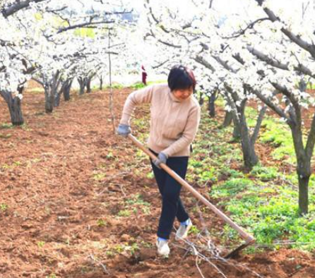 汾阳市阳城镇农民蒿草图片