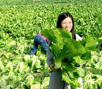 德兴市龙头山乡大白菜丰收图片