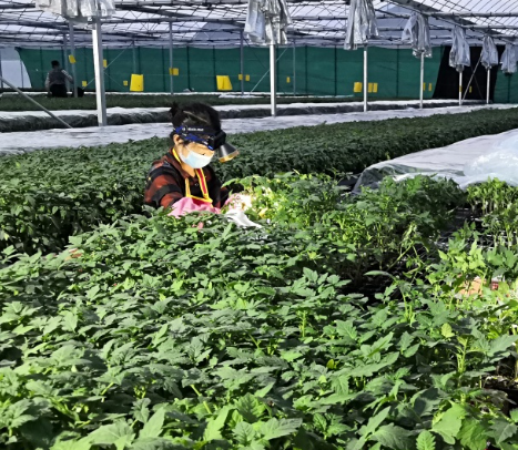龙泉市龙南乡生态大棚种植园图片.png