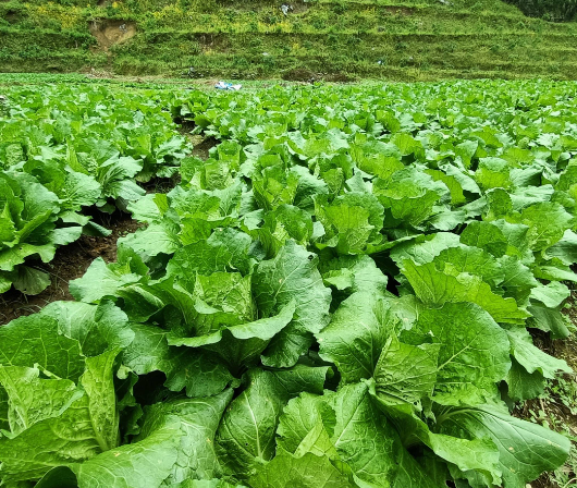 龙泉龙南乡高山蔬菜.png