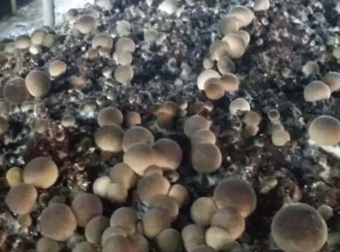卡哈洛乡洗马溪村草菇种植