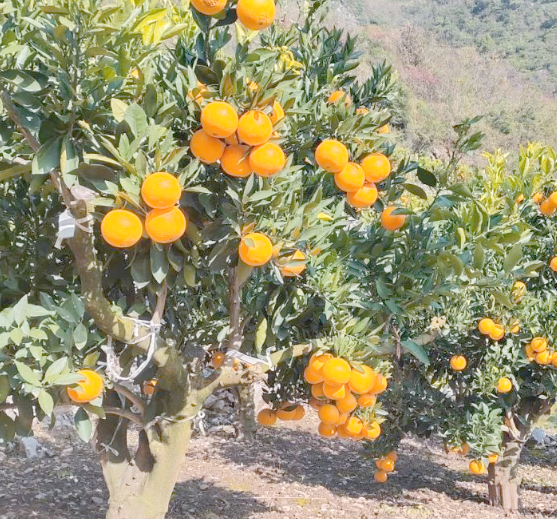 卡哈洛乡洗马溪村脐橙种植基地