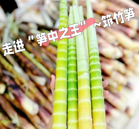 卡哈洛乡松龙村筇竹笋