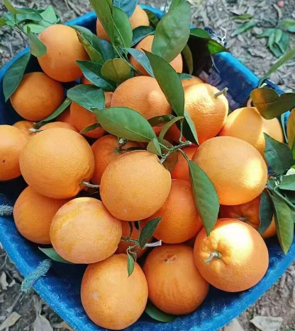 卡哈洛乡体格村雷波脐橙