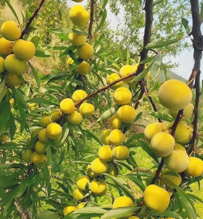 卡哈洛乡蜂糖李