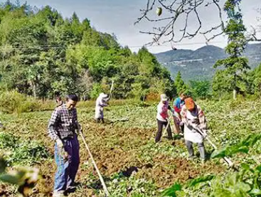 龙塘乡双星村农民挖红薯25品种图片