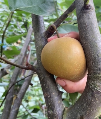 龙塘乡白金村脆冠梨