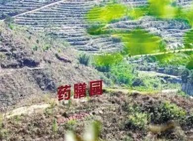 龙湾镇南充村南药种植