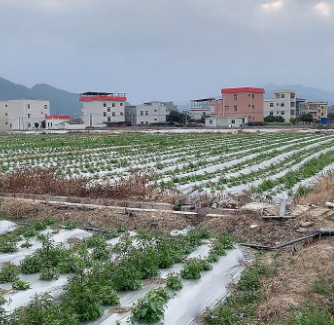 龙湾镇金充村耕地图片