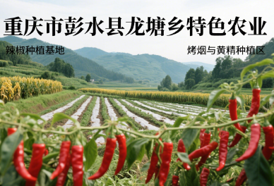 辣椒、烤烟和黄精种植.png