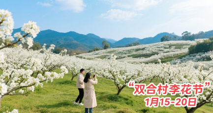 双合村李花谷的盛景.png