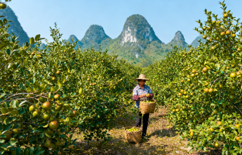 夏石镇丰乐村千亩茶油林图片.png