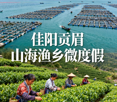 佳阳乡三丘田村生态茶园（产佳阳贡眉）实景.png