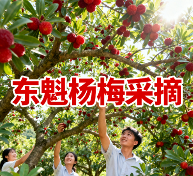 东魁杨梅采摘，畲族文化必体验.png
