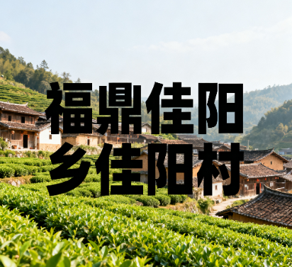 【茶乡红色实景】福鼎佳阳村：后坪底茶园的本地老树白茶田，远处可见周山村红色资源地标.png