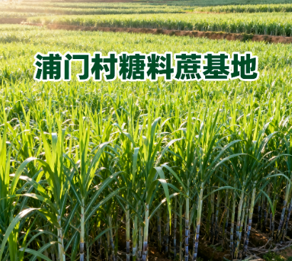 凭祥浦门村 蔗田风光.png