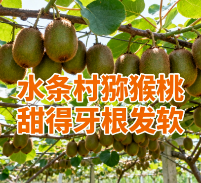 贵州三都水条村猕猴桃图片.png