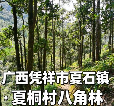 夏石镇夏桐村八角林.jpg