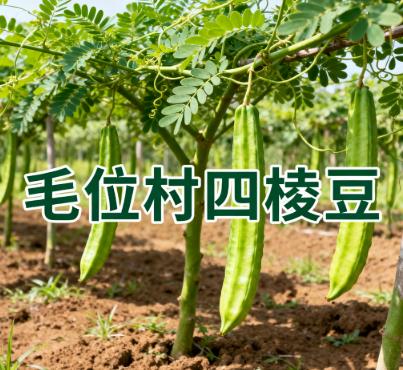 海南保亭毛感乡毛位村・四棱豆种植基地.jpg