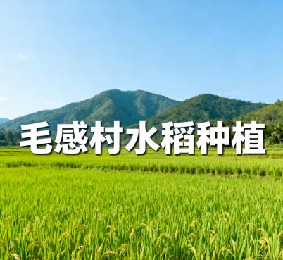 海南保亭毛感村水稻种植田地.jpg