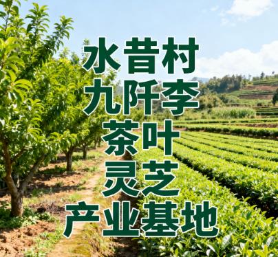 水昔村九阡李茶叶种植基地.jpg