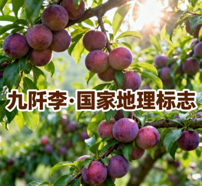 黔南州三都县九阡镇九阡村九阡李国家地理标志.jpg