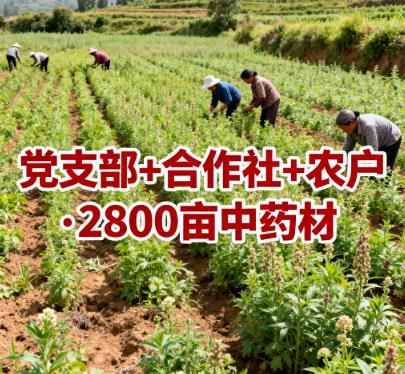 云南省迪庆州维西县维登乡妥洛村党支部 + 合作社 + 农户・2800 亩中药材.jpg