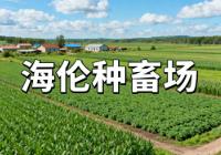 黑龙江绥化海伦种畜场:特色饮食与农耕研学文旅初探 玉米大豆种植、养殖及交通教育保障