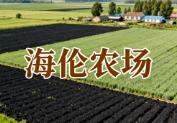 海伦农场(黑龙江):农业 + 养殖 + 加工产业发展概况丨完达山奶源基地丨绥化的优质大豆之乡