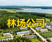 黑龙江绥化海伦市林场公司:木材加工、民生配套与生态旅游核心指南丨下辖生活区盘点:陈家店、护林林场产业概况