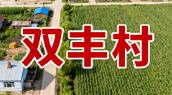 双丰村 - 黑龙江绥化海伦双录乡行政村(东北地区乡村振兴节点)丨核心信息大全丨基础信息详解
